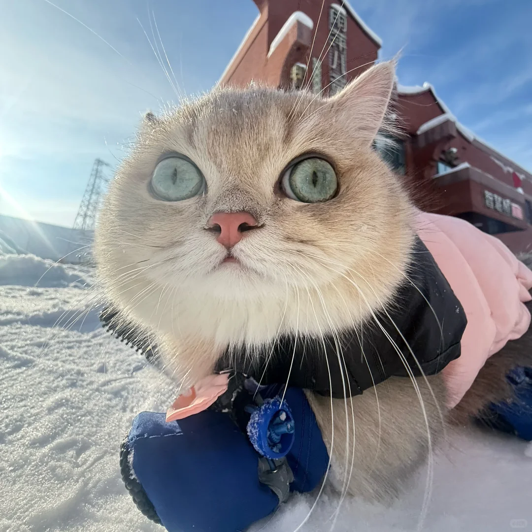 小猫一旦觉得自己很帅就会变拽屁