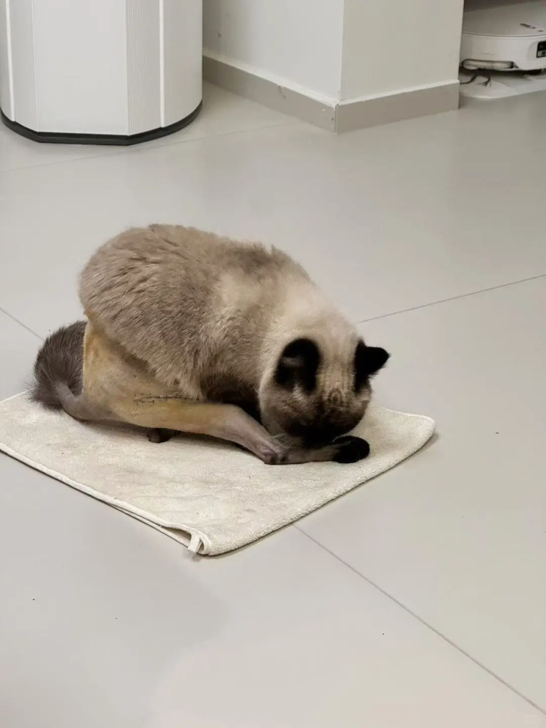 人，泥嚎，我是没穿裤子的咪🐈