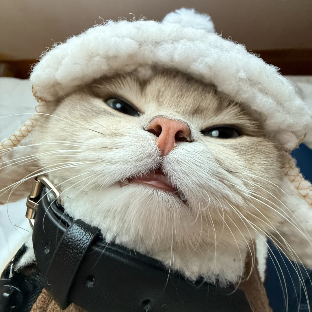 小猫一旦觉得自己很帅就会变拽屁