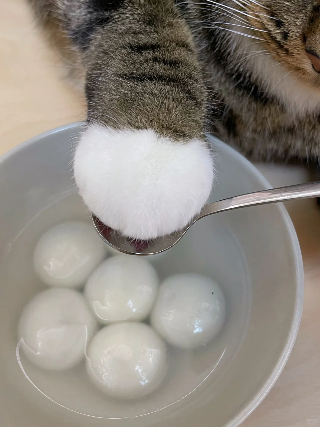 冬至只能吃这种过期长毛的汤圆，想哭...