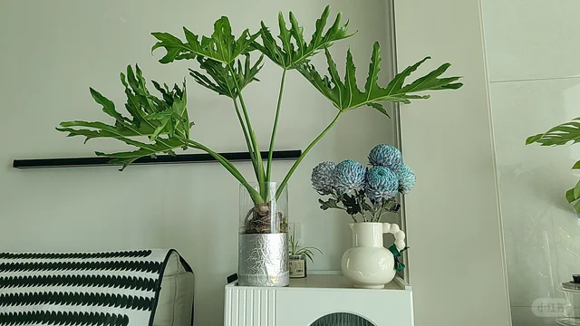 透明玻璃花瓶水培植物解决长爆藻问题