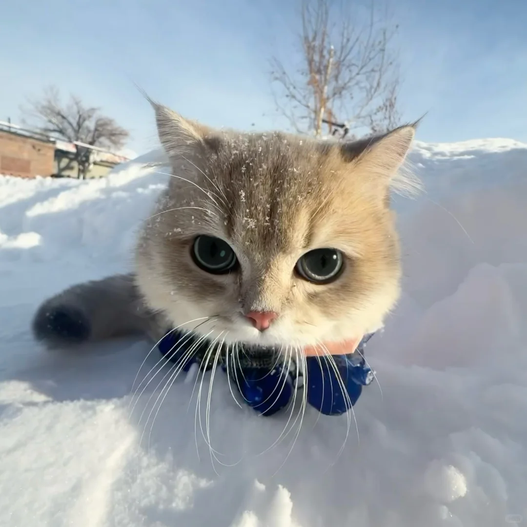 小猫一旦觉得自己很帅就会变拽屁