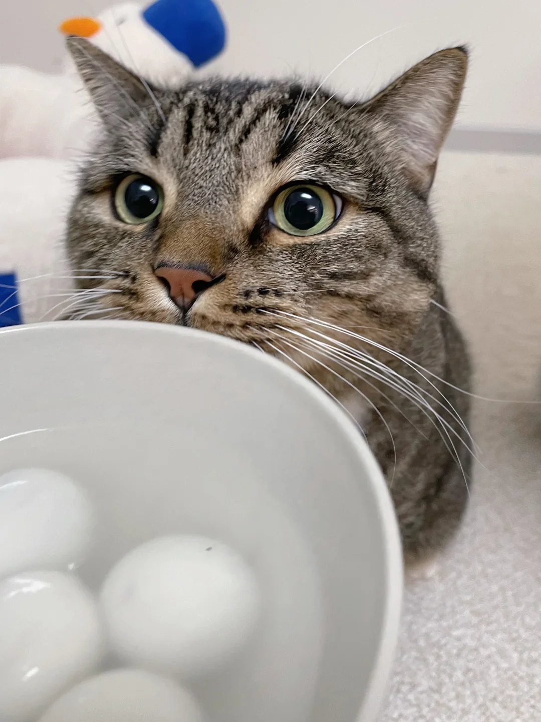 冬至只能吃这种过期长毛的汤圆，想哭...