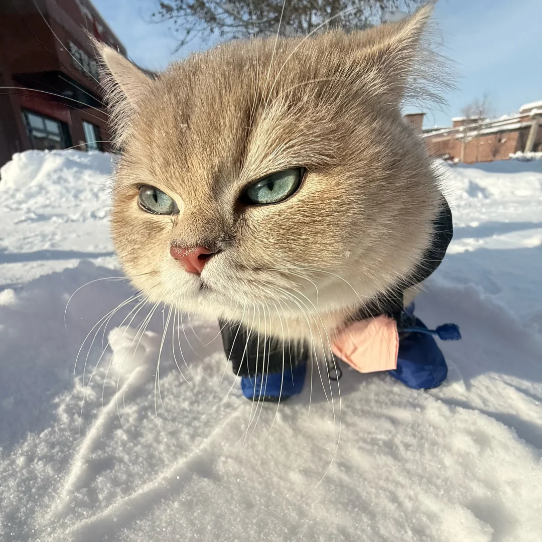 小猫一旦觉得自己很帅就会变拽屁