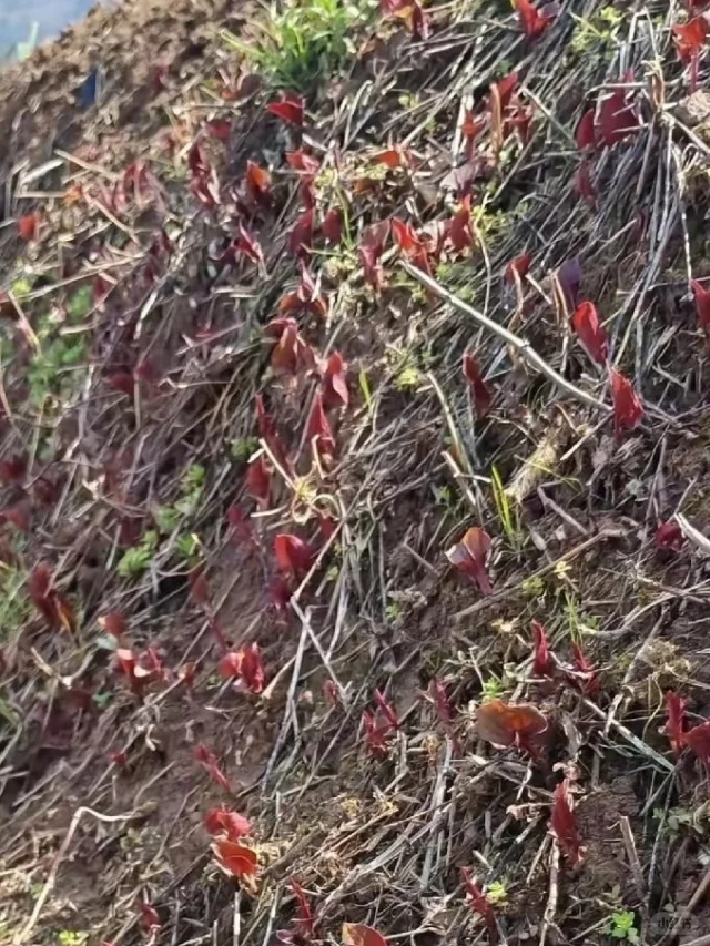 今天同事给我发了这张照片，请问下友友们这是什么呀纯天然无公害 农作物种植 保护自
