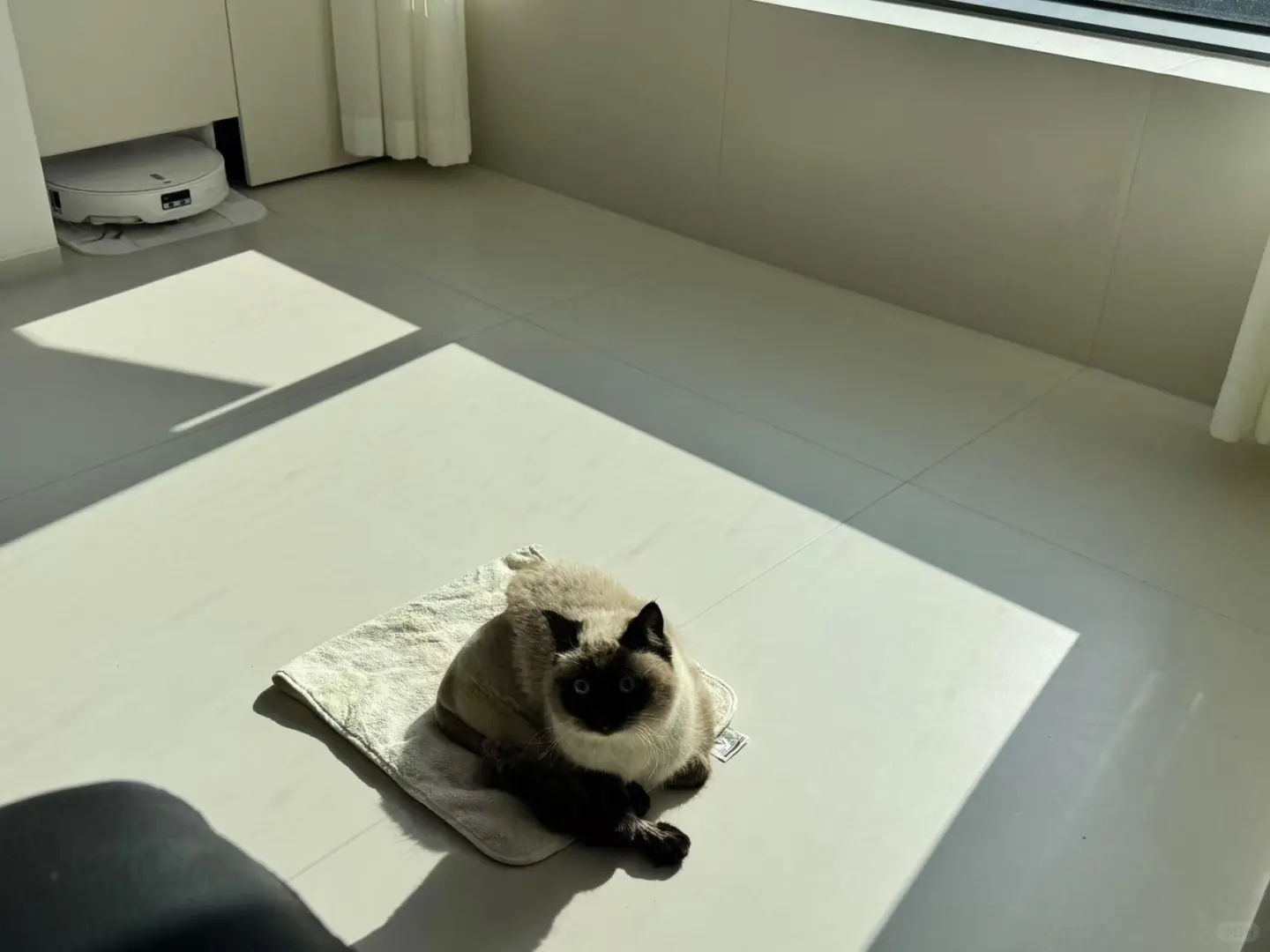 人，泥嚎，我是没穿裤子的咪🐈