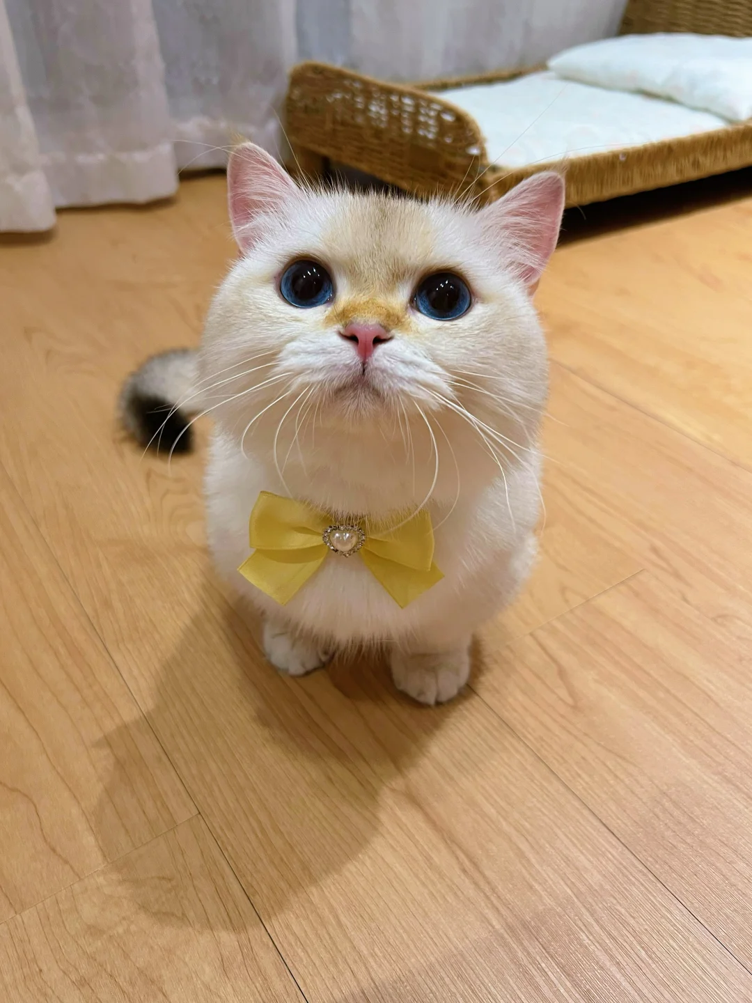 跟你们没猪的 说不清楚