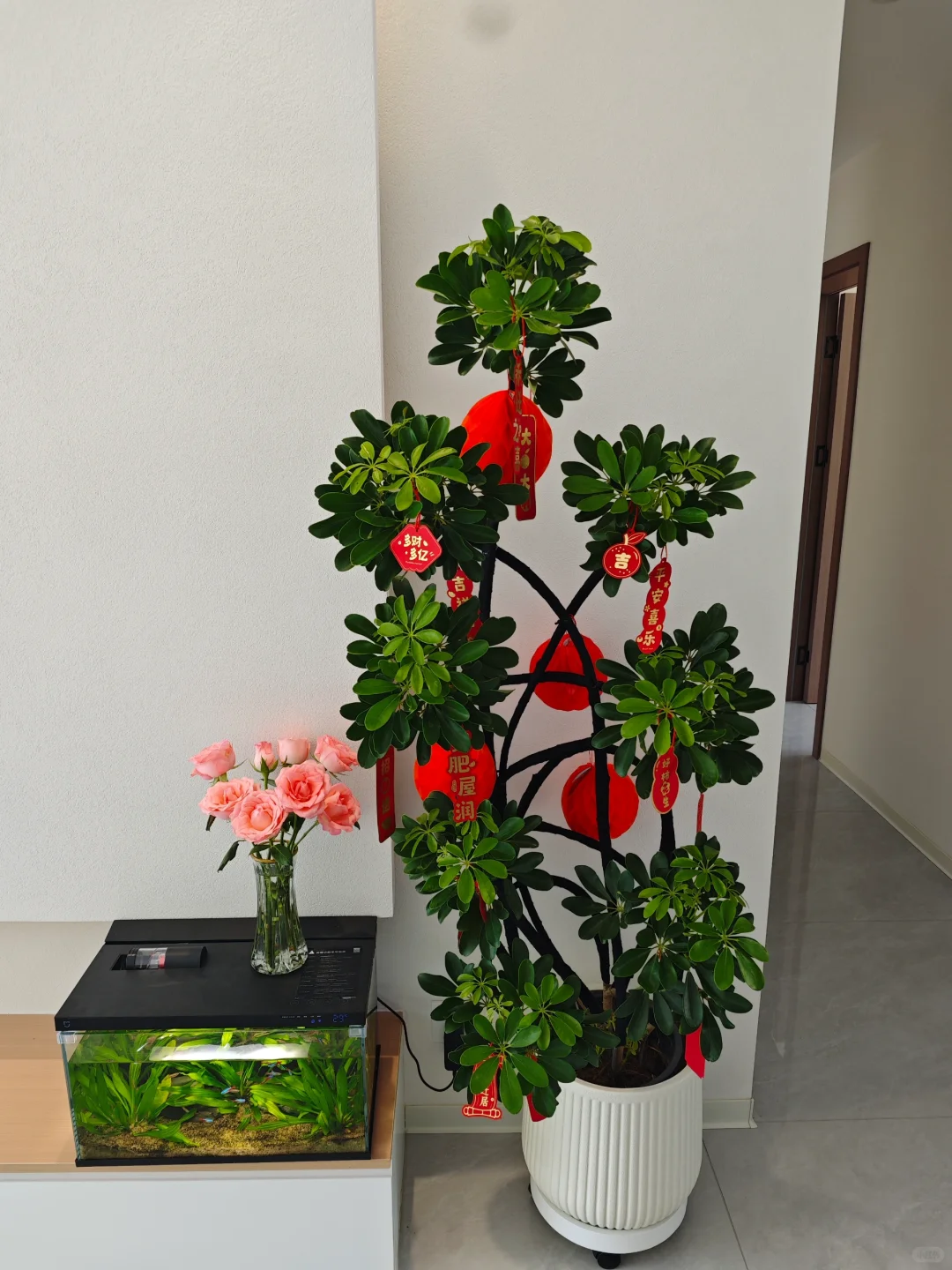 网购了一颗鸭脚木，绿植果然是最好的软装