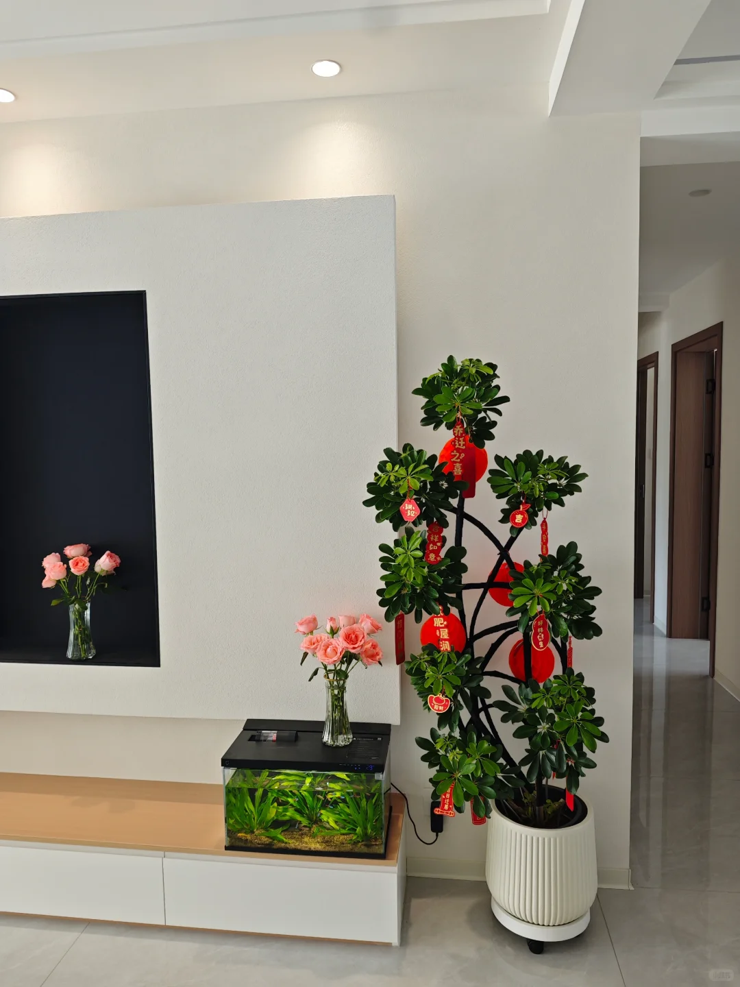 网购了一颗鸭脚木，绿植果然是最好的软装