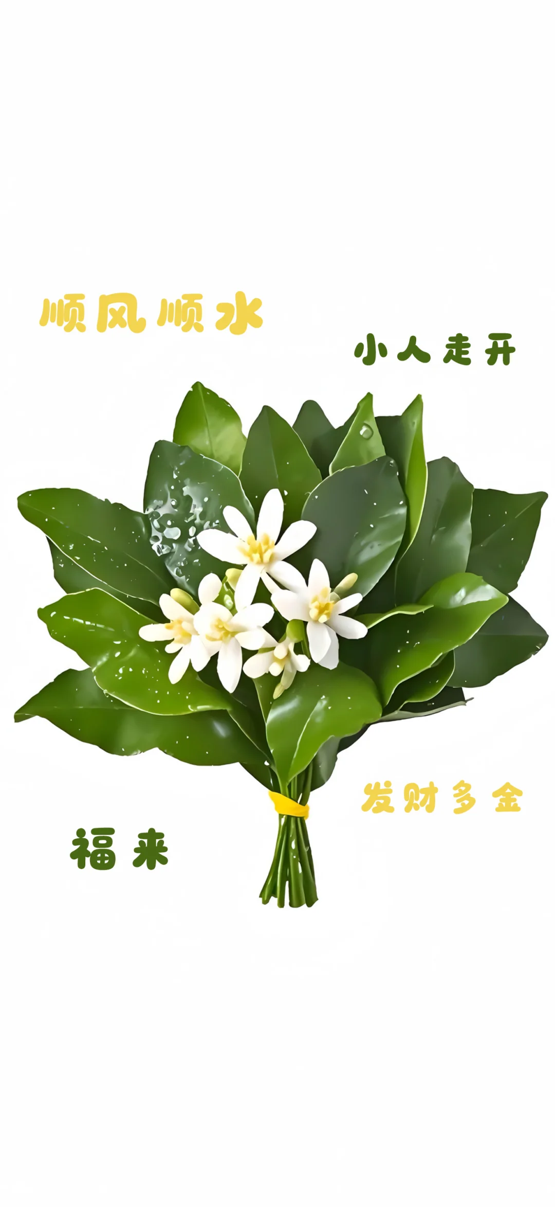 柚子叶壁纸🍃
