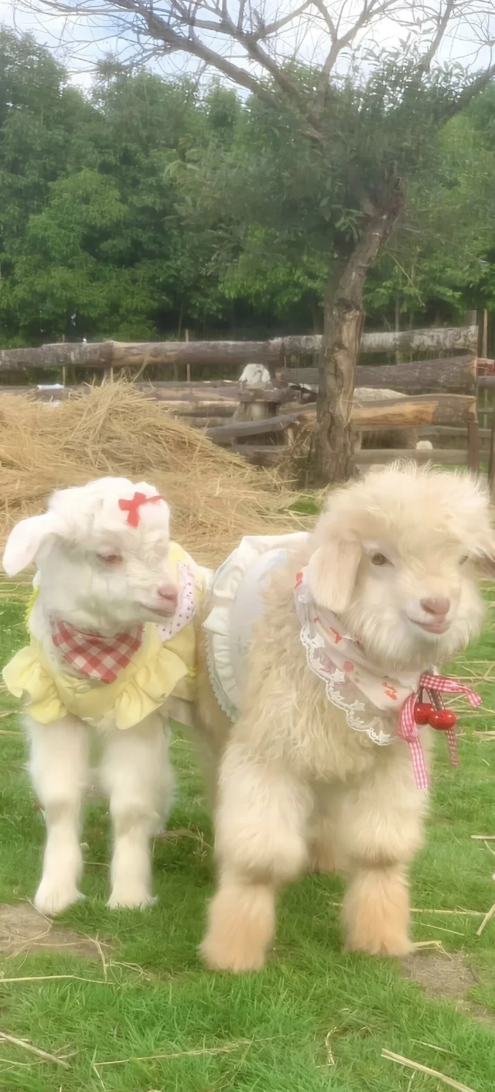 【4K】𝙬𝙖𝙡𝙡𝙥𝙖𝙥𝙚𝙧｜高清手机壁纸