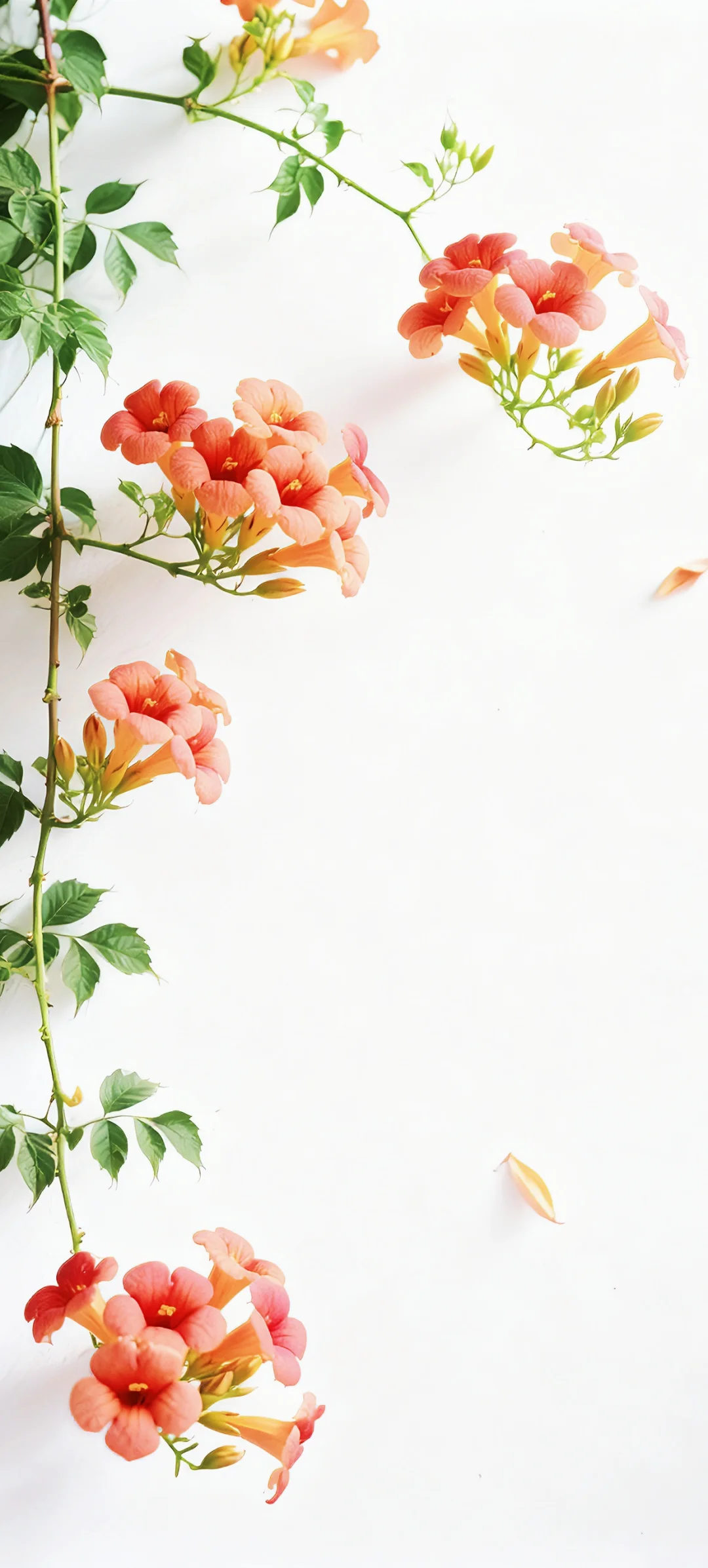 手机壁纸 | 有底子在，美得高调点怎么了