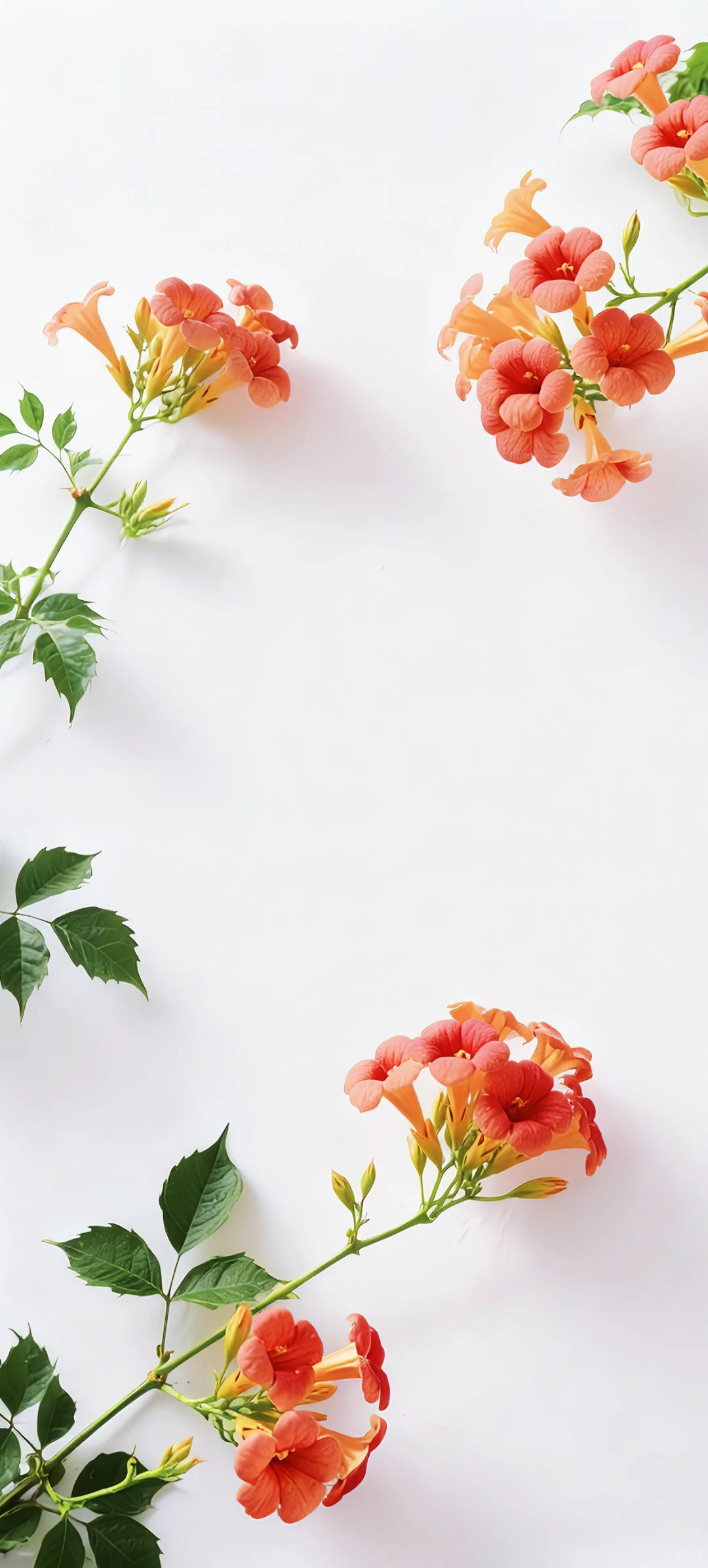 手机壁纸 | 有底子在，美得高调点怎么了