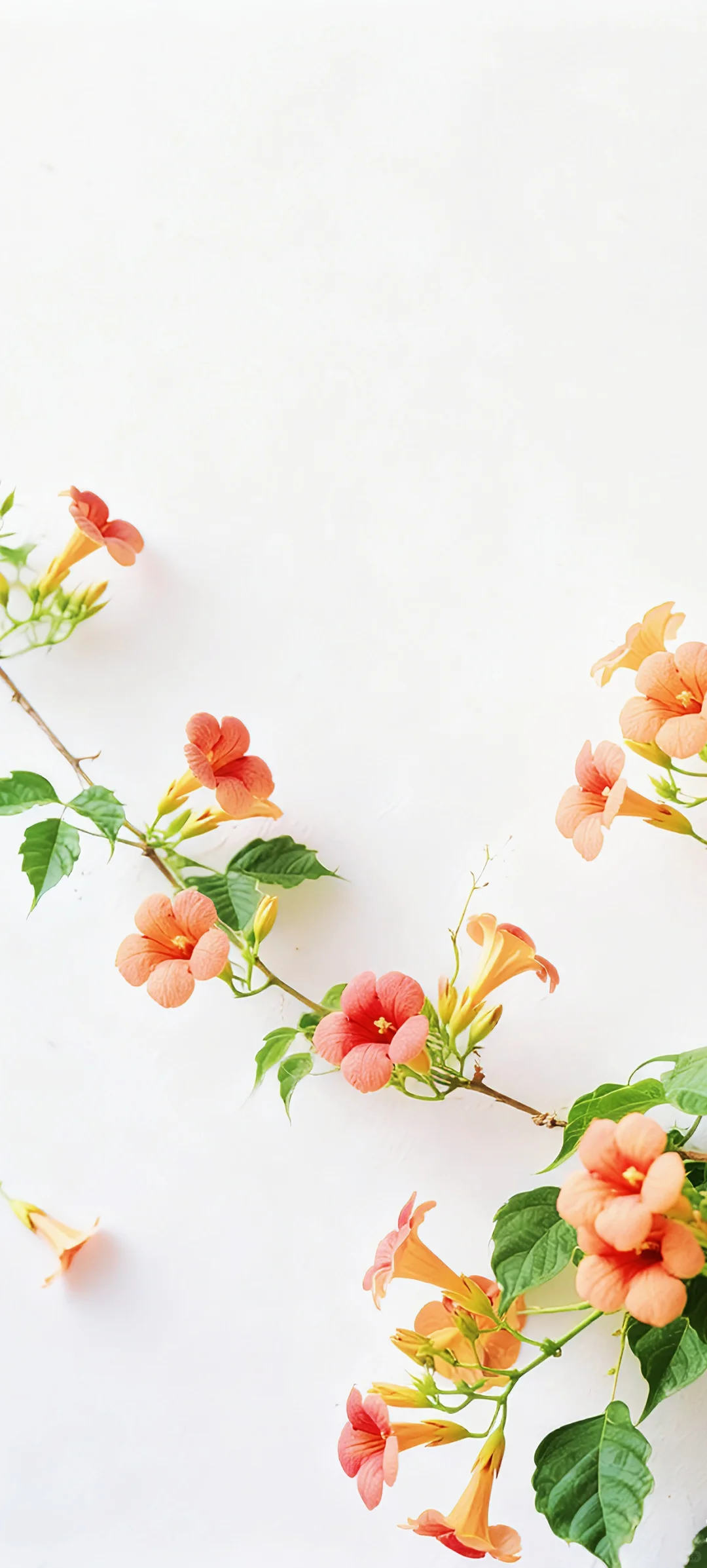 手机壁纸 | 有底子在，美得高调点怎么了