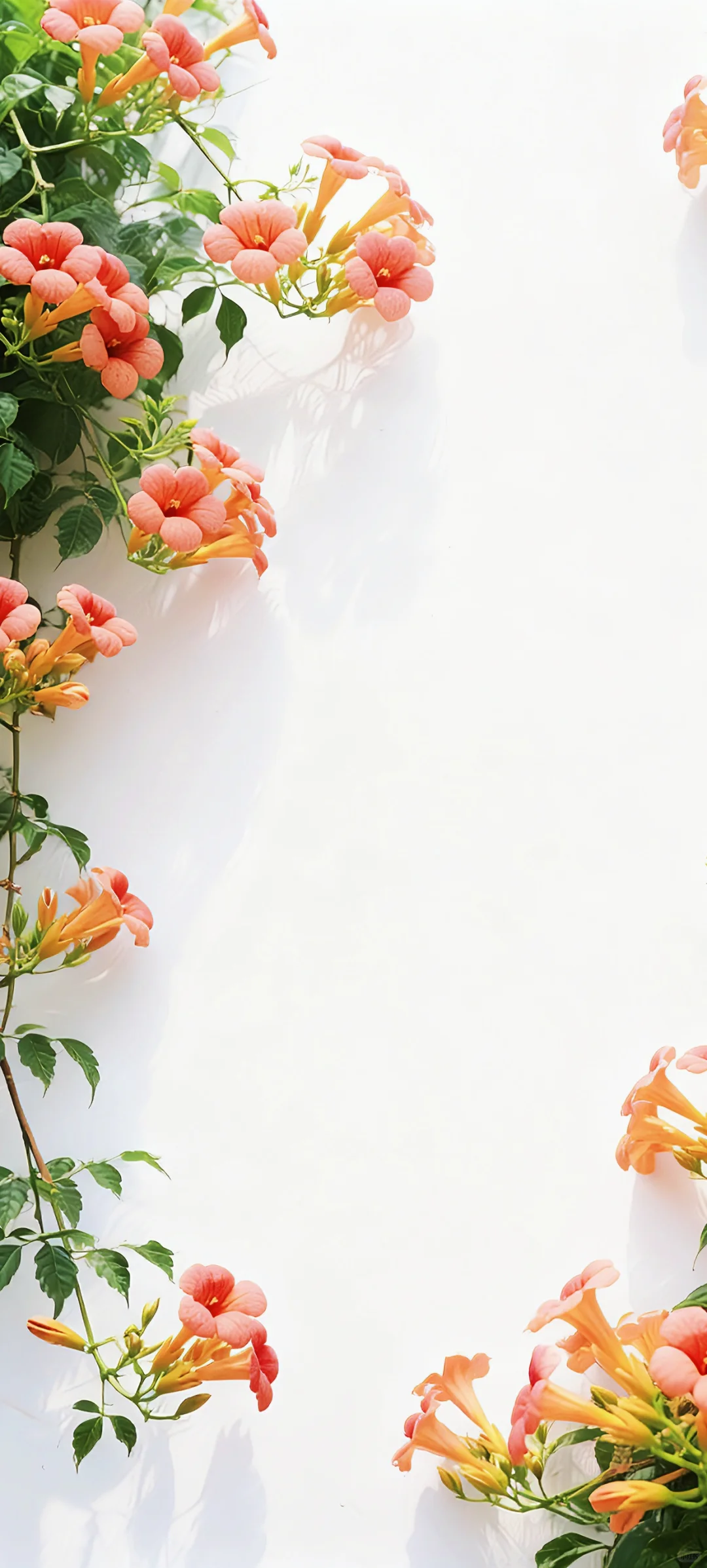 手机壁纸 | 有底子在，美得高调点怎么了