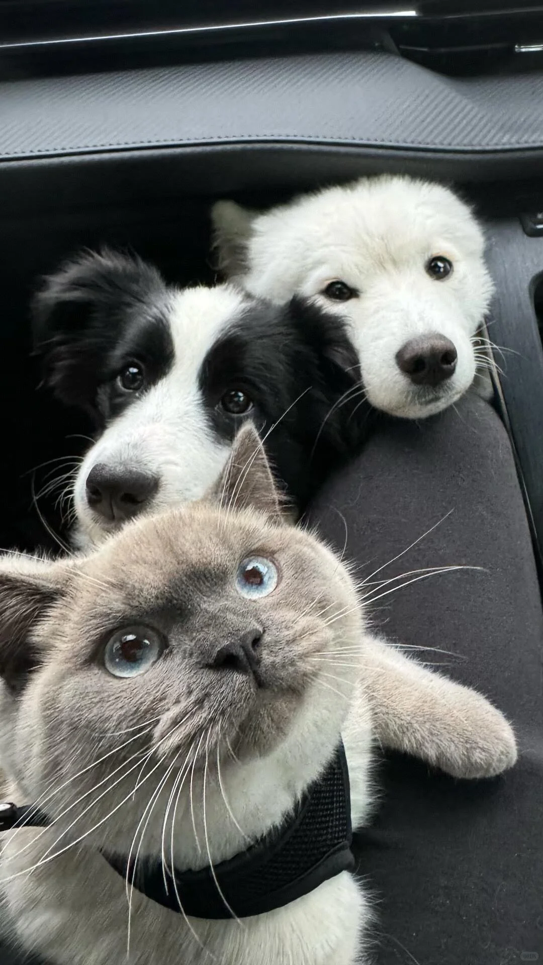 高清壁纸｜小动物真嘟好治愈