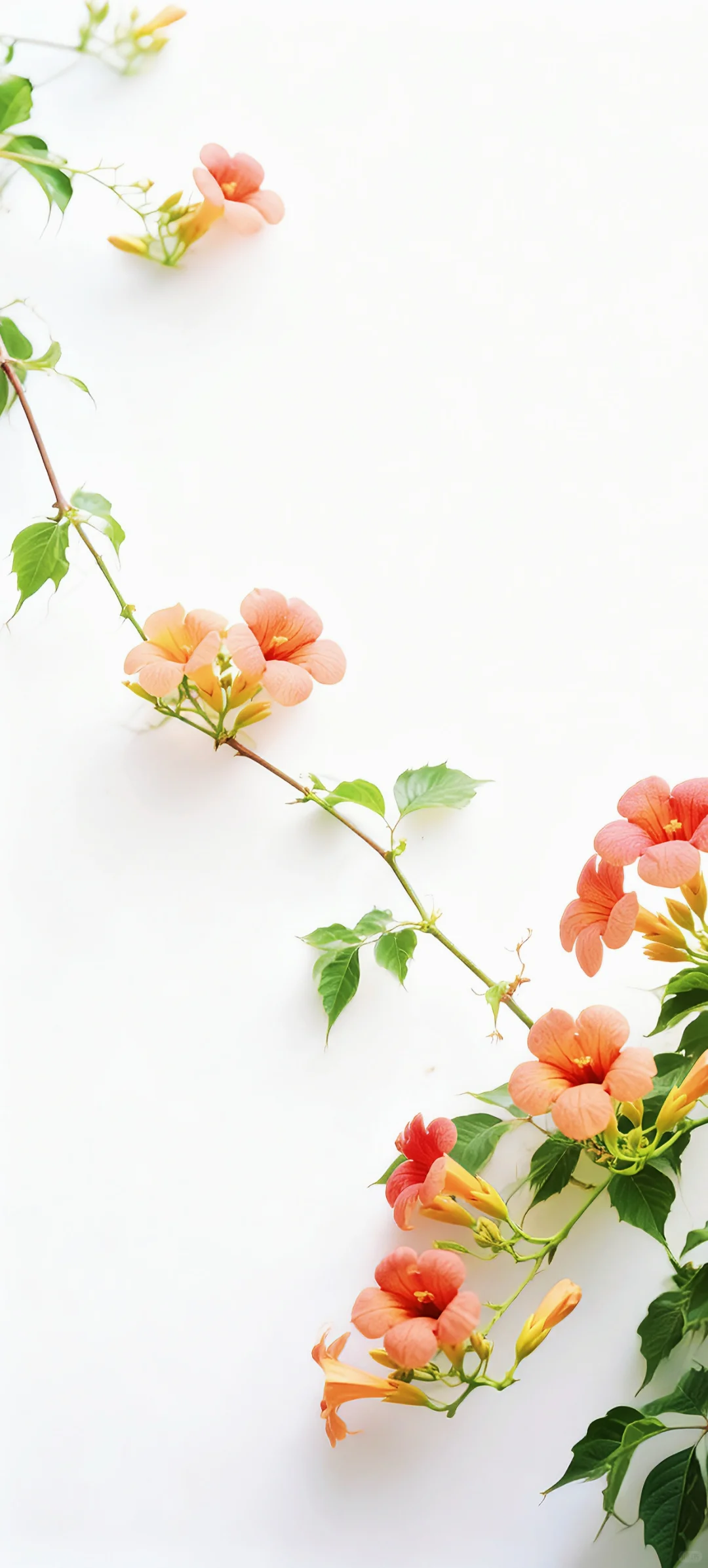 手机壁纸 | 有底子在，美得高调点怎么了