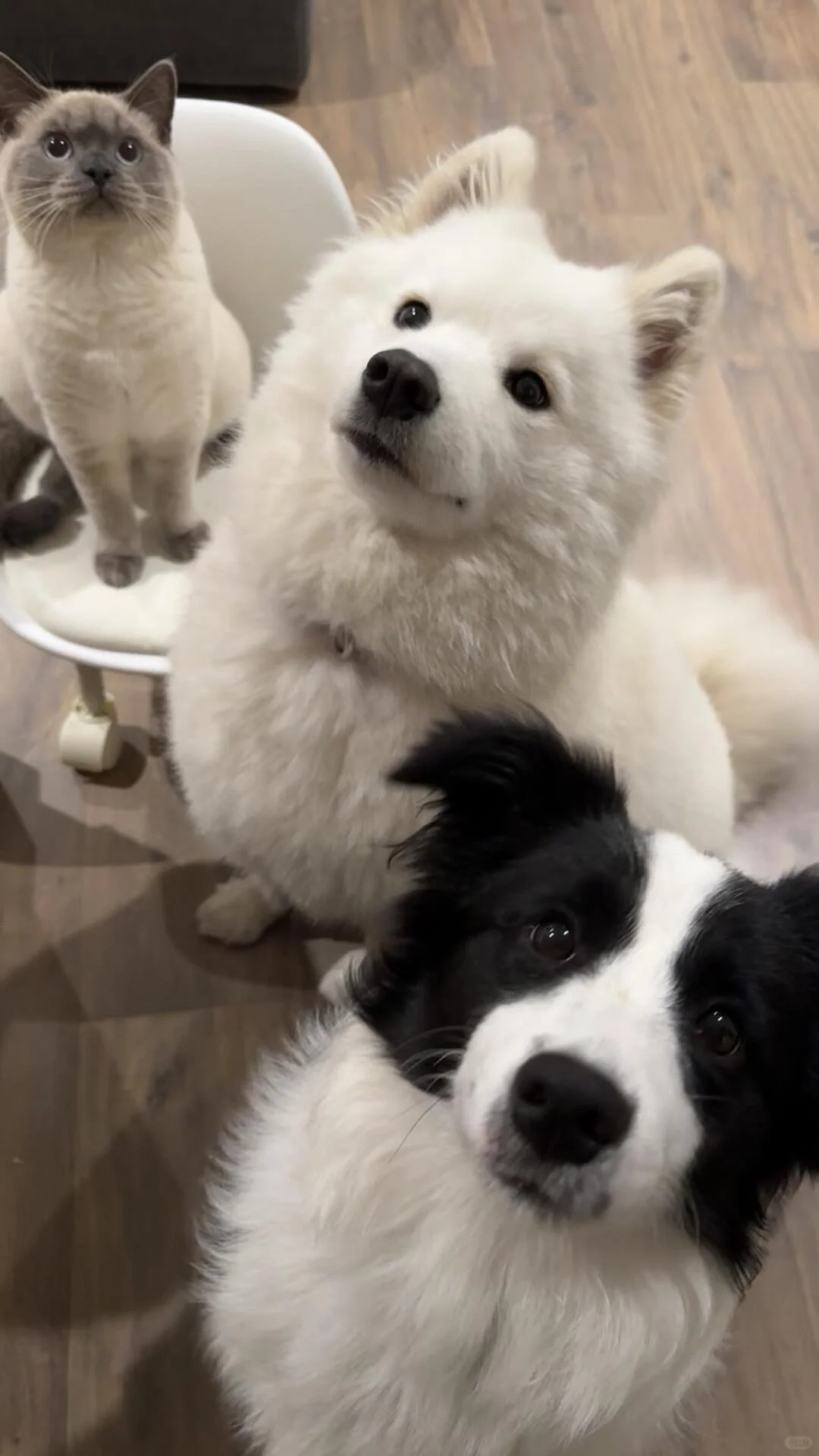 高清壁纸｜小动物真嘟好治愈