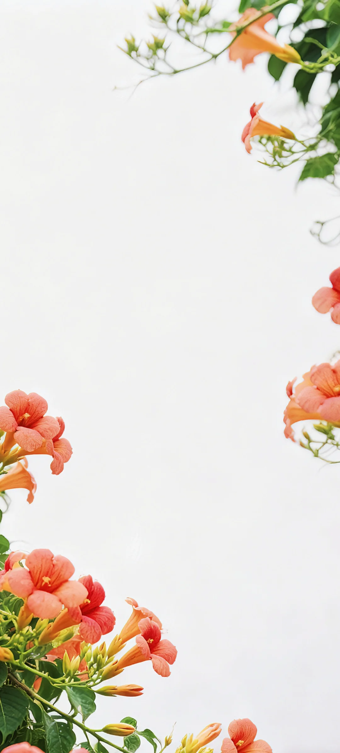 手机壁纸 | 有底子在，美得高调点怎么了