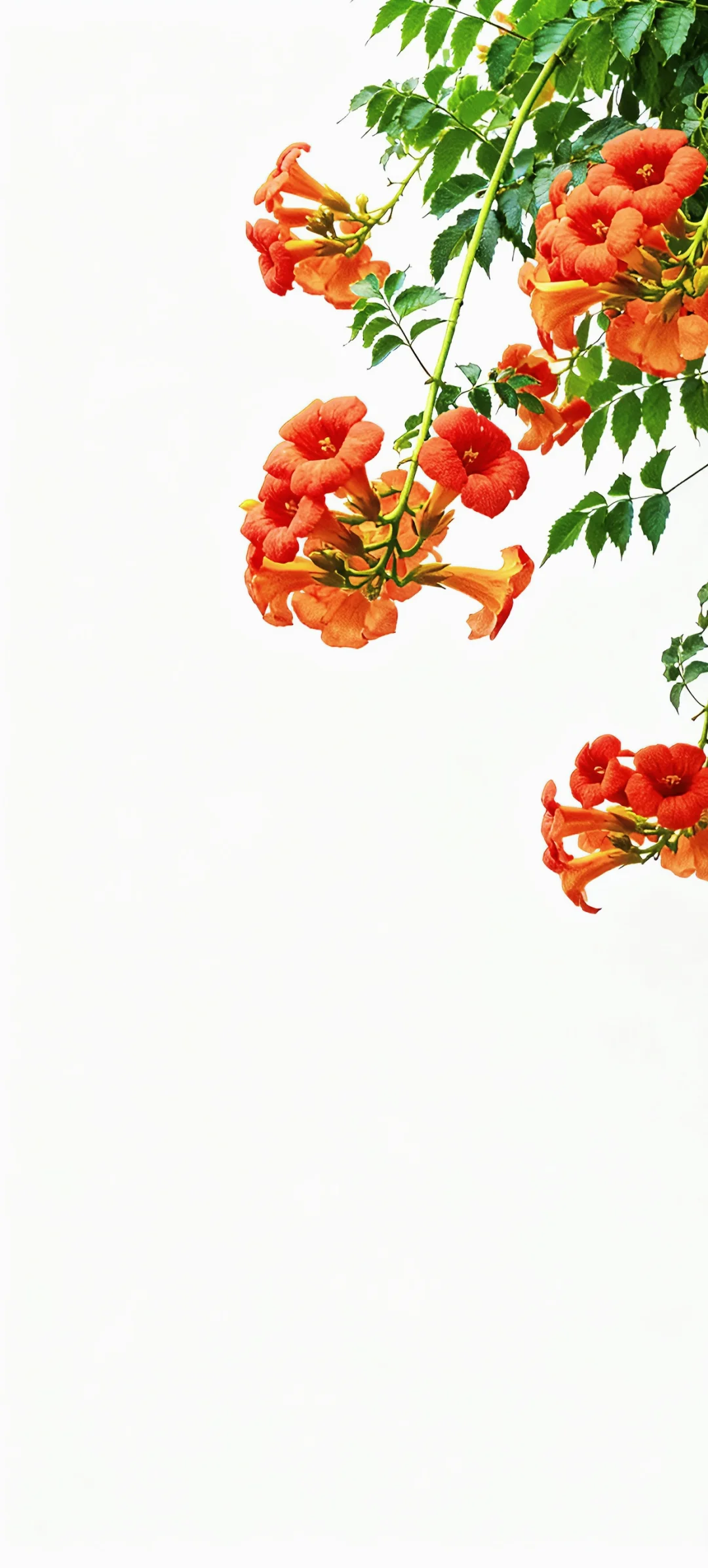 手机壁纸 | 有底子在，美得高调点怎么了