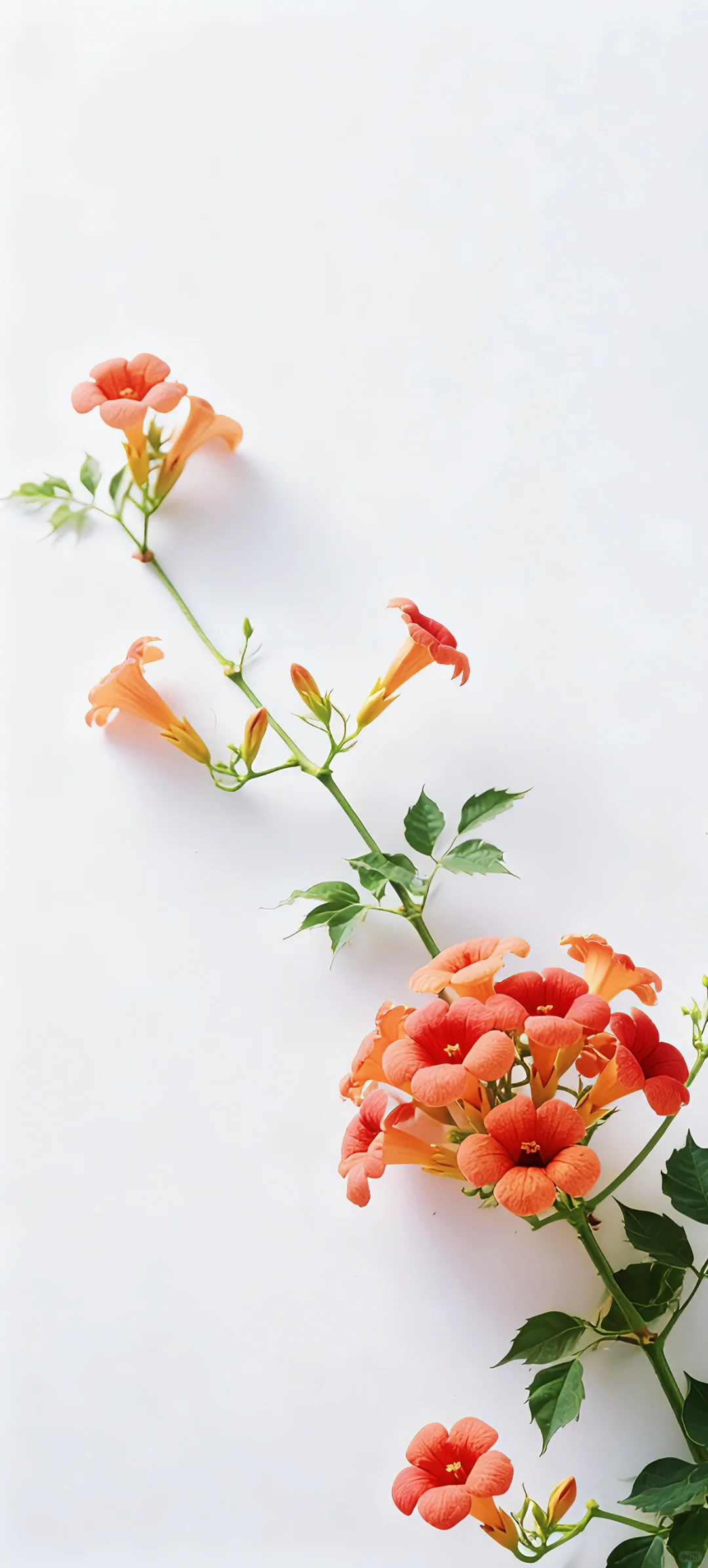 手机壁纸 | 有底子在，美得高调点怎么了