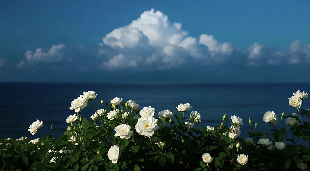 一组充满生命力的4K高清电脑壁纸