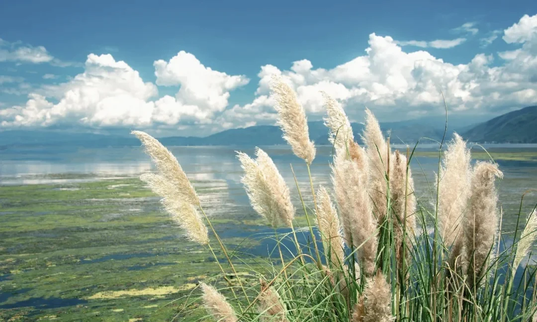 一组充满生命力的4K高清电脑壁纸