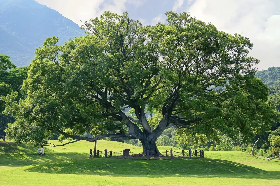 一组充满生命力的4K高清电脑壁纸