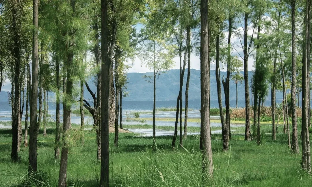 一组充满生命力的4K高清电脑壁纸