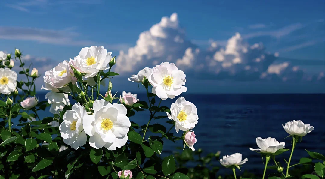 一组充满生命力的4K高清电脑壁纸