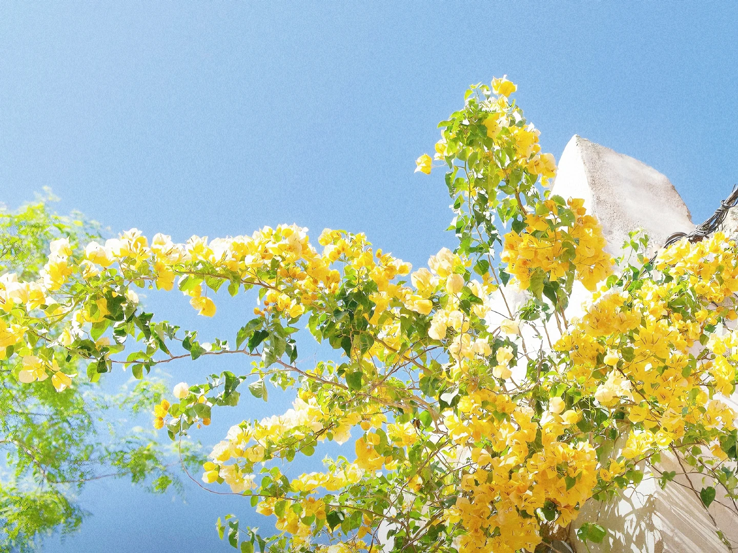 iPad·电脑壁纸｜一键开启美好🎋