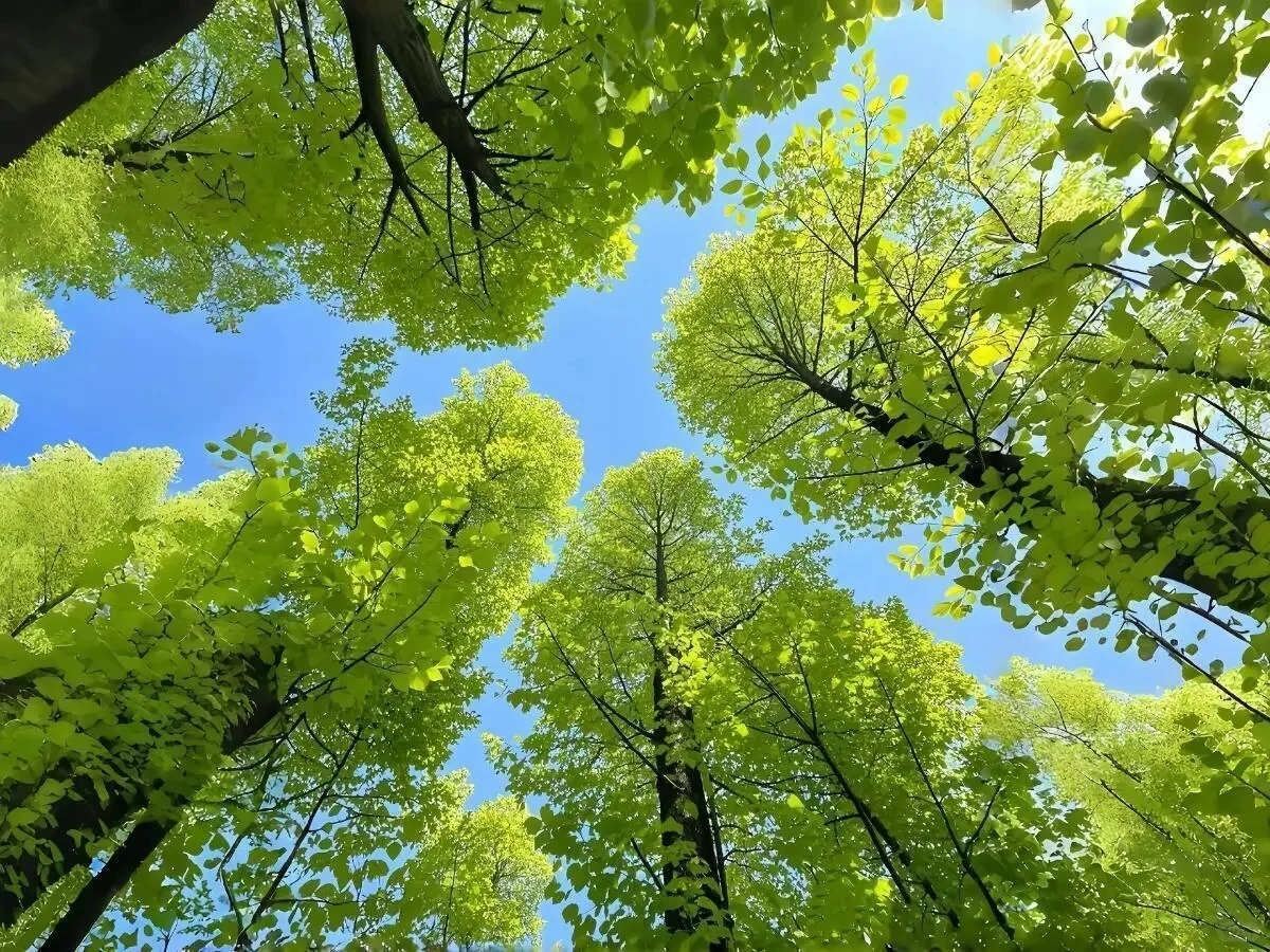 Share｜绿色护眼系列电脑壁纸