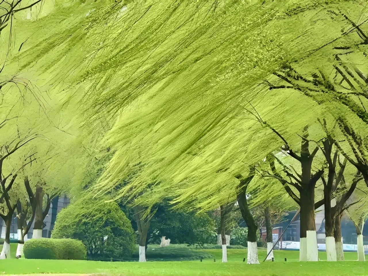 Share｜绿色护眼系列电脑壁纸