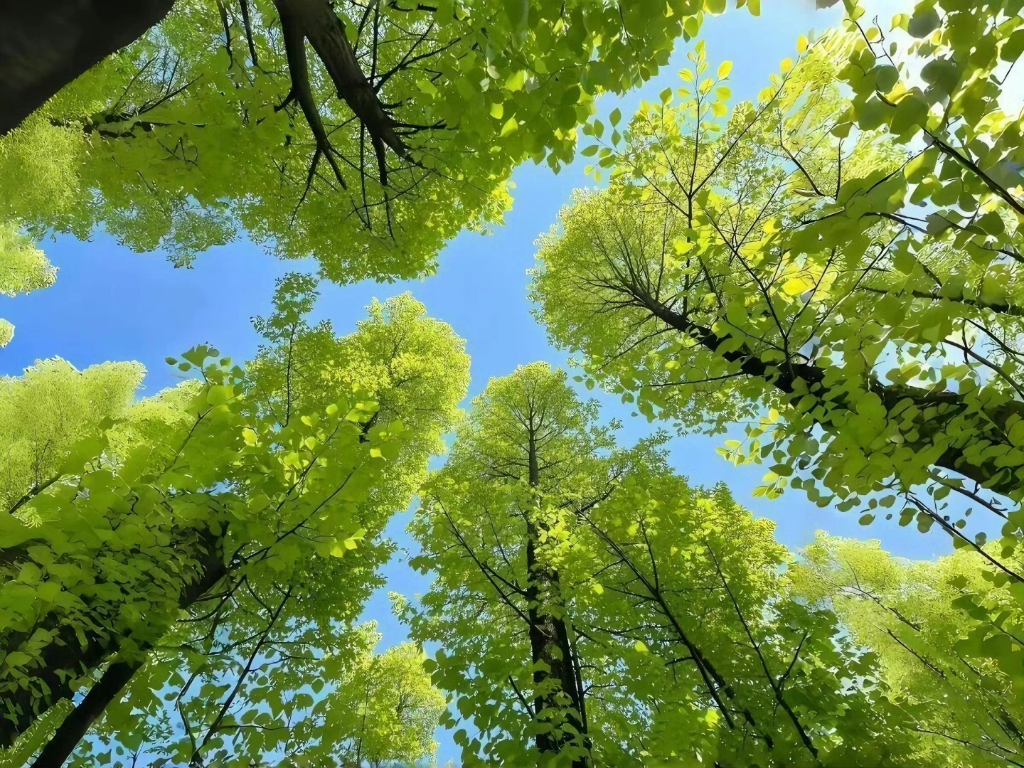 iPad·电脑壁纸｜一键开启美好🎋