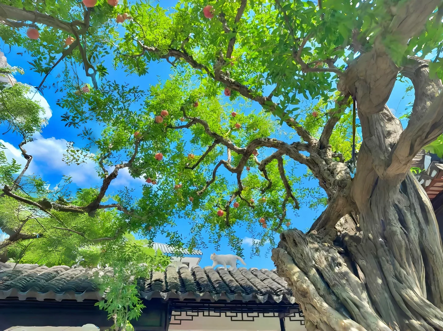 iPad·电脑壁纸｜一键开启美好🎋