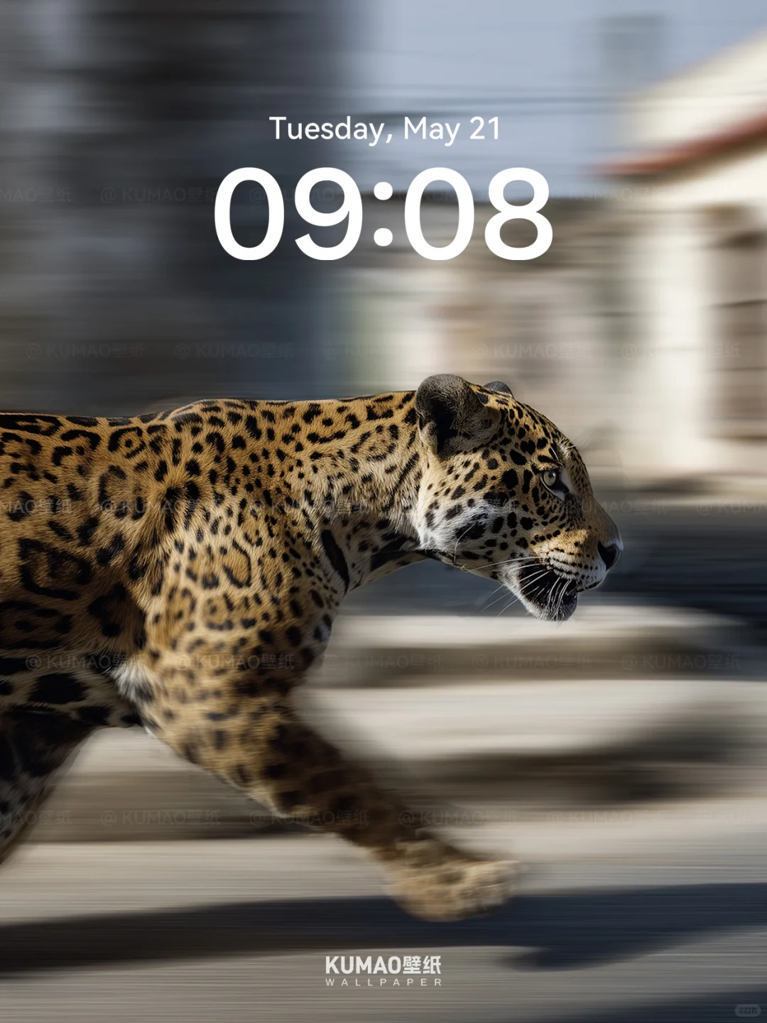 疾风豹影｜‌野性张力拉满到爆｜动物壁纸