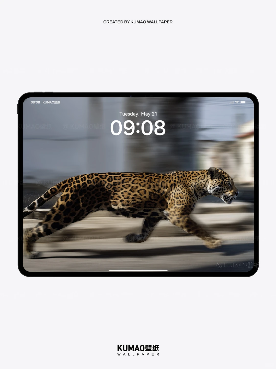 疾风豹影｜‌野性张力拉满到爆｜动物壁纸