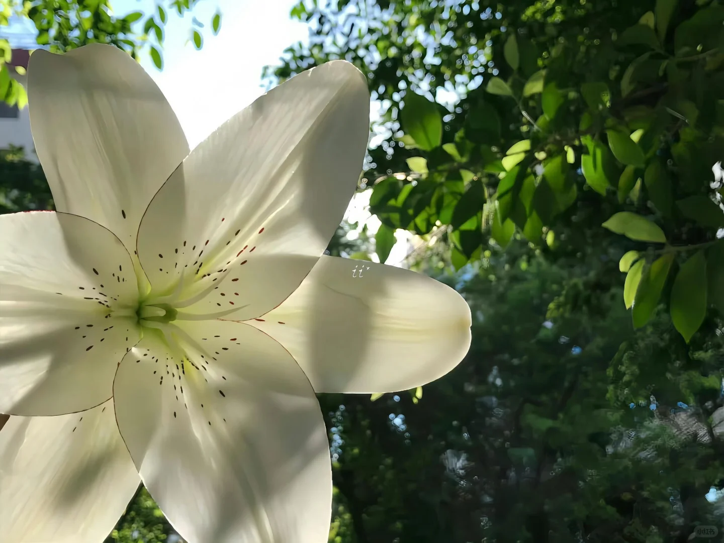 更新一组iPad壁纸