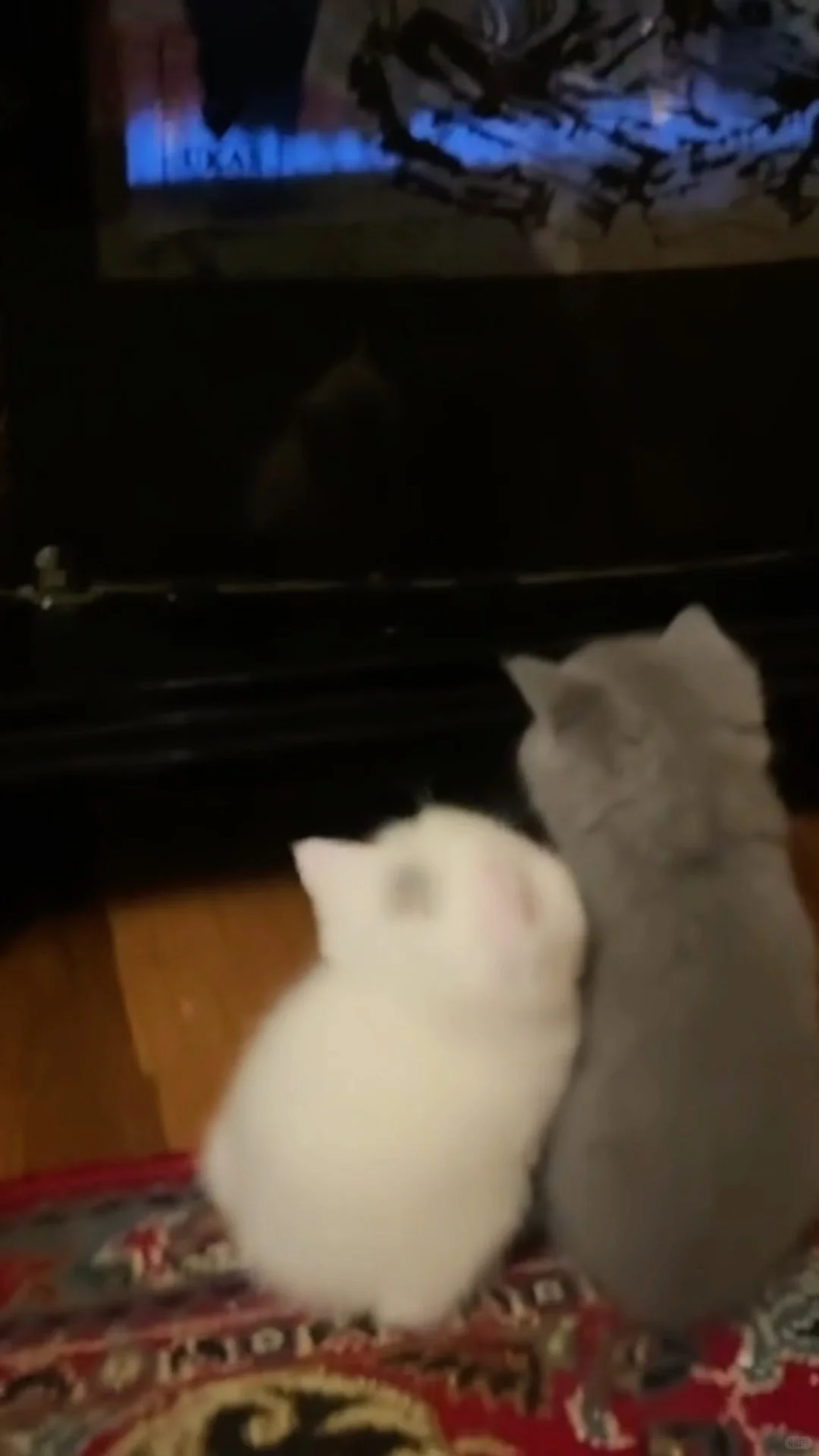 4K60帧｜实况动态壁纸