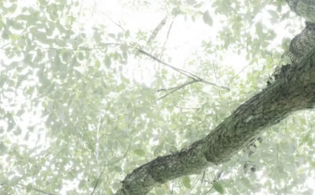 手机壁纸 | 叶隙间的闪烁是大树跳动的心脏