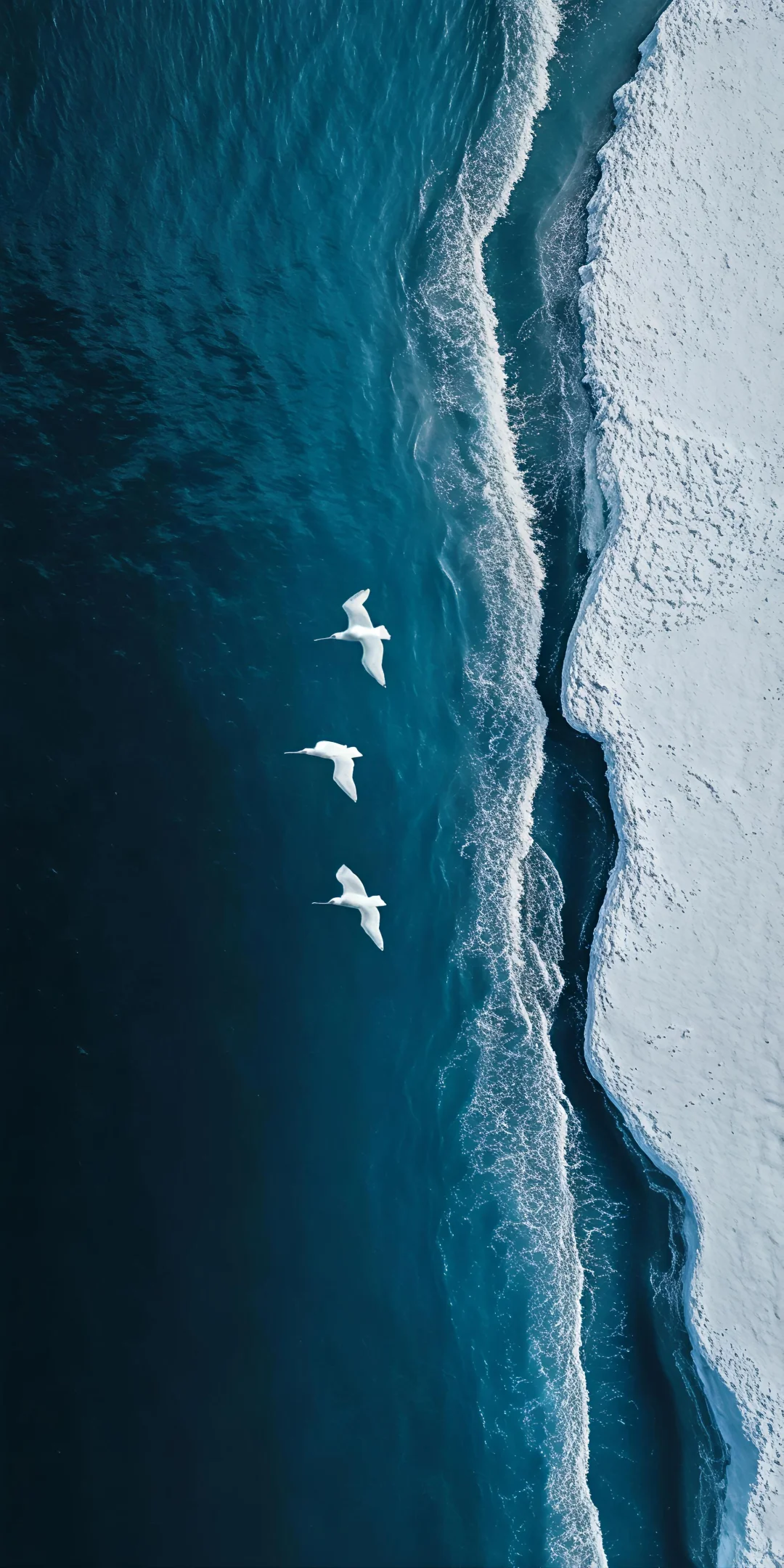 壁纸（296）海与海鸥