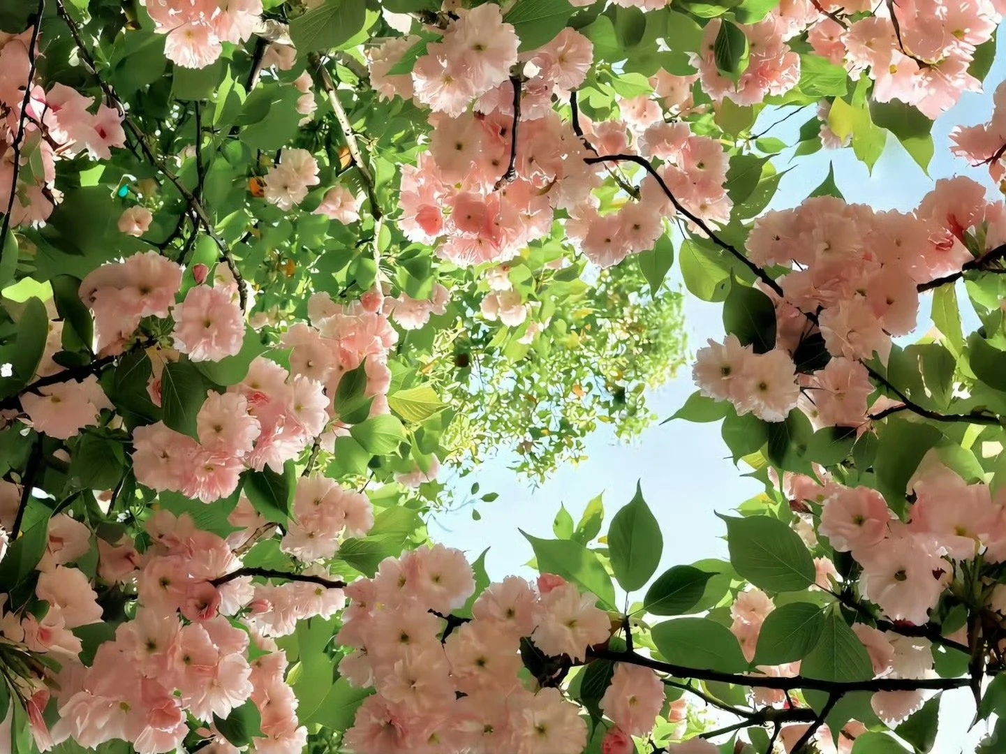 更新一组iPad壁纸