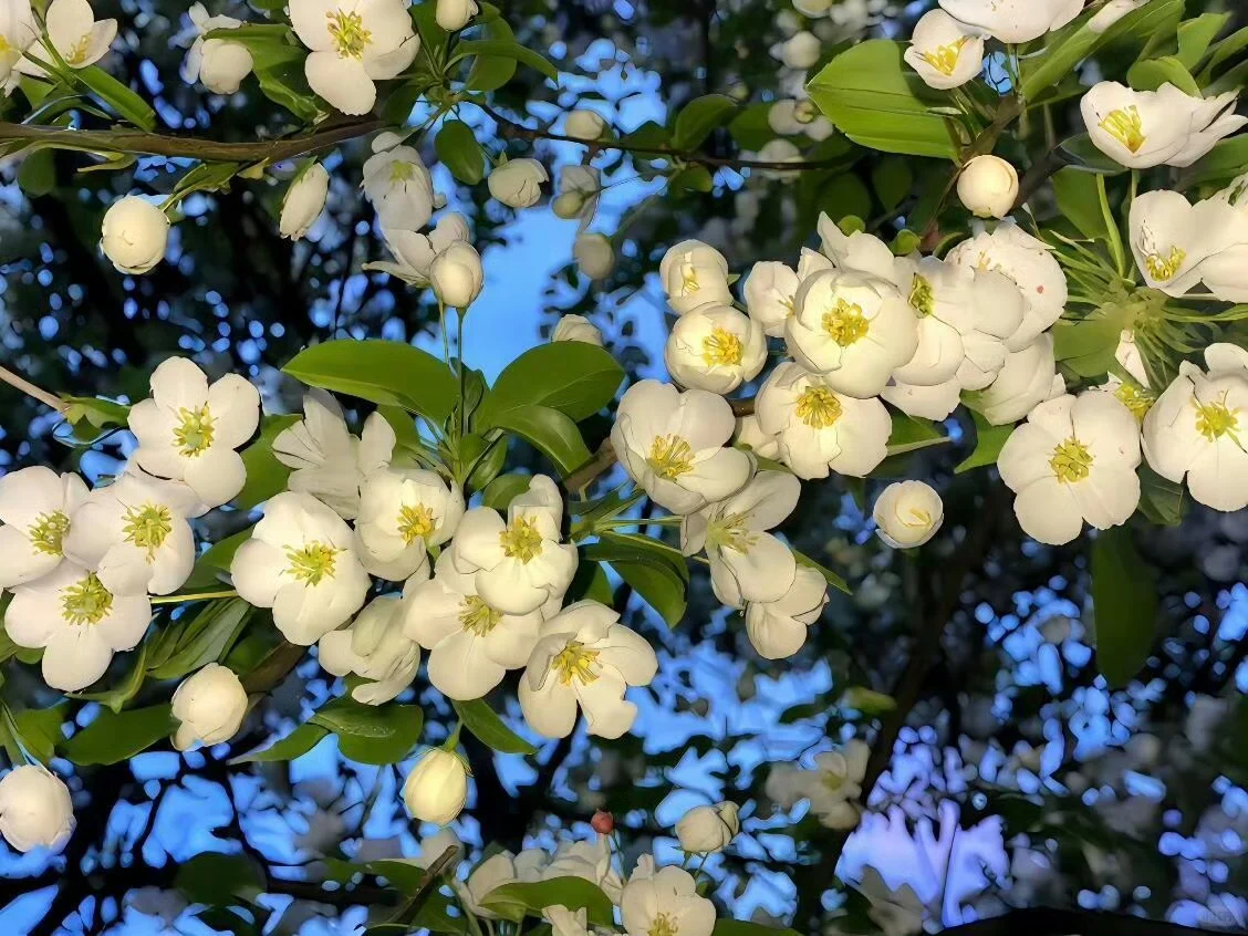 更新一组iPad壁纸