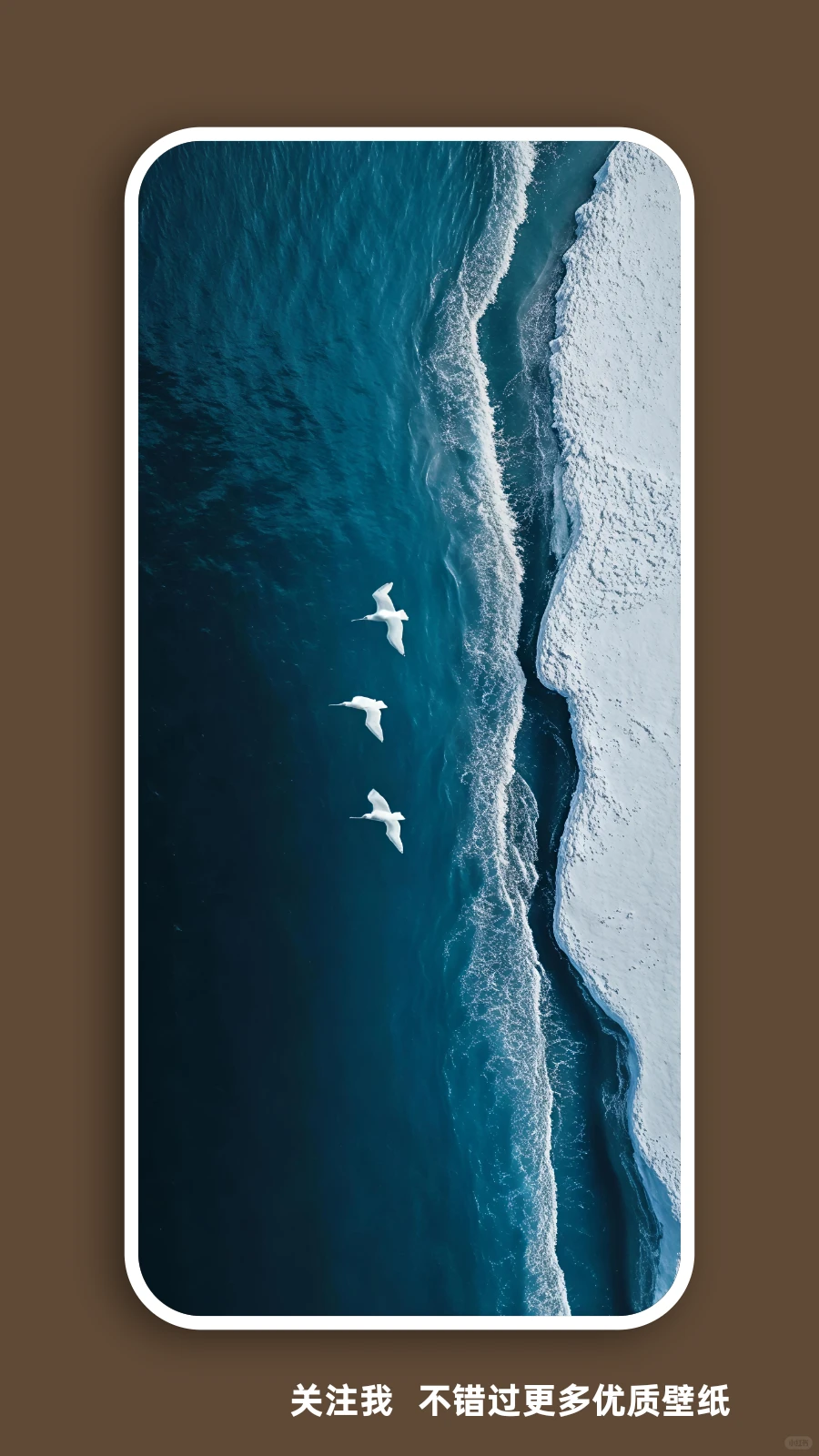 壁纸（296）海与海鸥