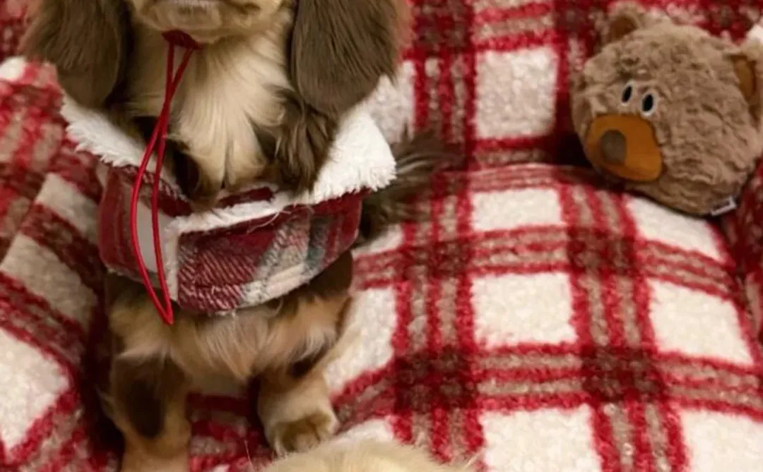 可爱狗狗壁纸～萌宠壁纸～涂鸦手机壁纸