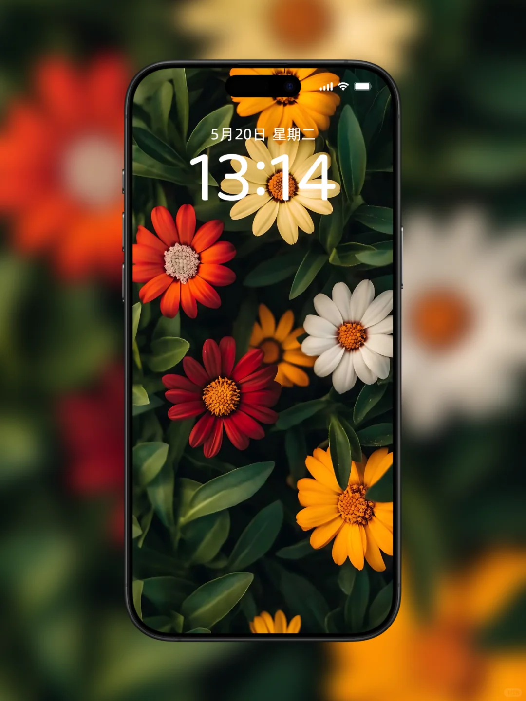 手机壁纸｜鲜花、