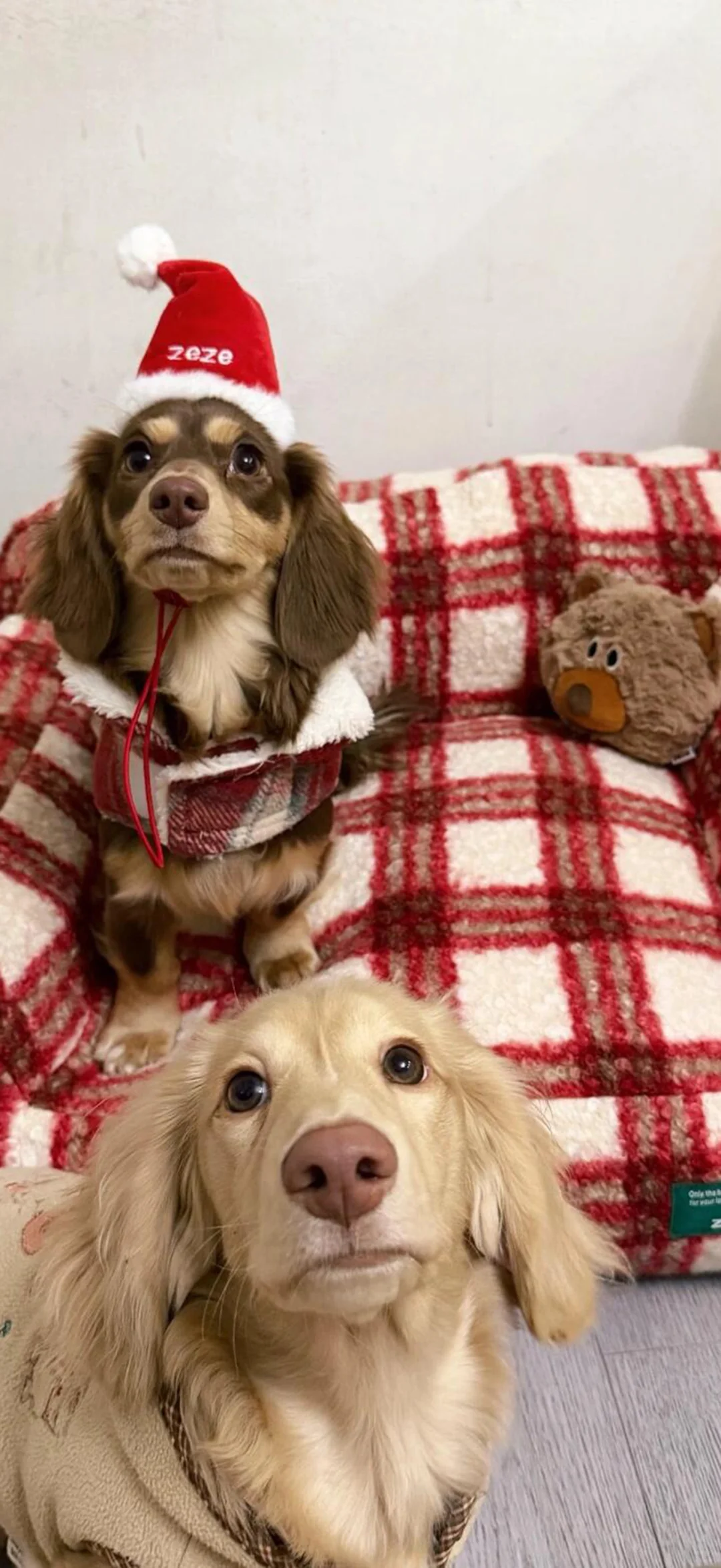 可爱狗狗壁纸～萌宠壁纸～涂鸦手机壁纸