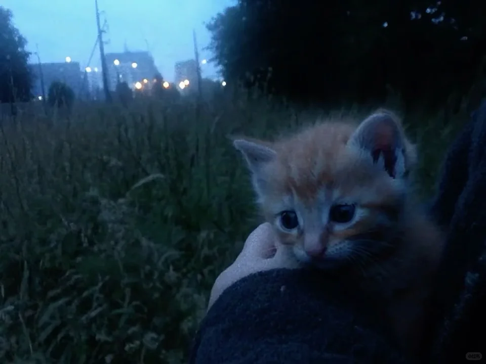 iPad动态壁纸/8k超清120帧率原视频