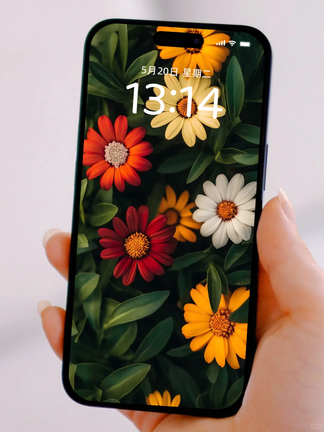 手机壁纸｜鲜花、