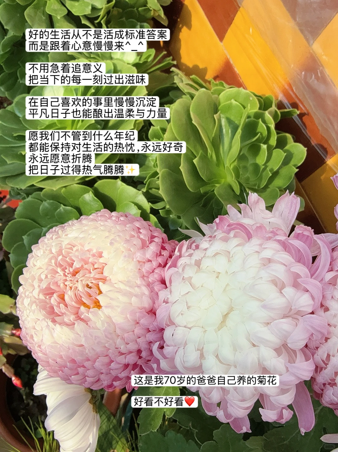 答应姐姐：生活可以没有意义，但是要有意思